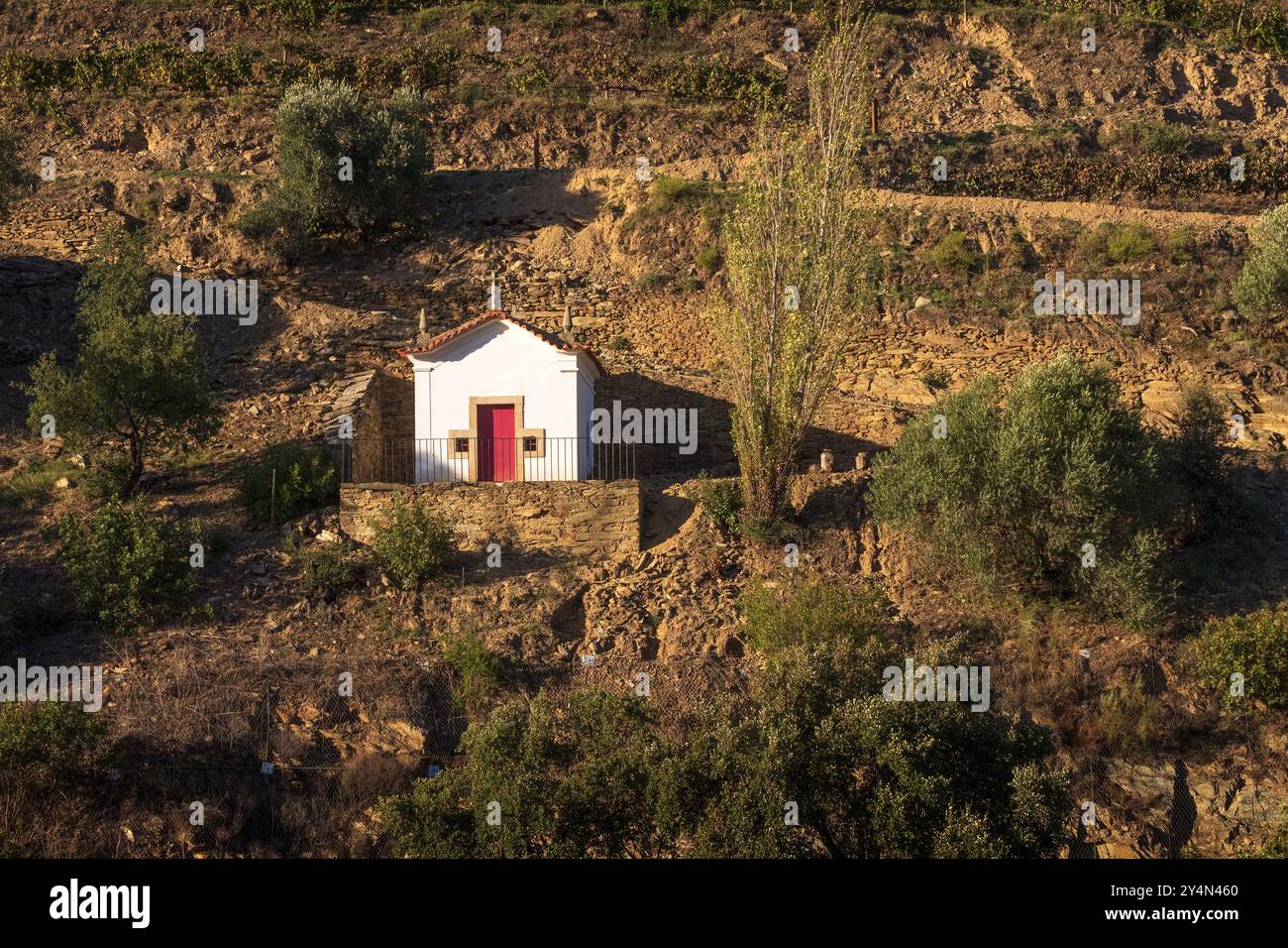Petite chapelle sur les terrasses sur les rives du fleuve Douro entre Peso da Régua et Pinhão au Portugal. Banque D'Images