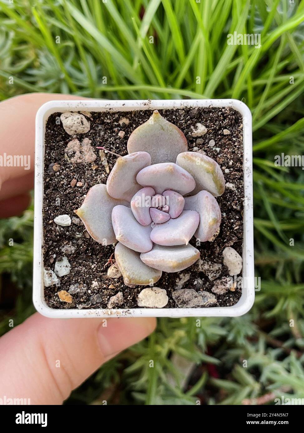 Plante succulente Echeveria Ruby Pastel sur fond de jardinage Banque D'Images