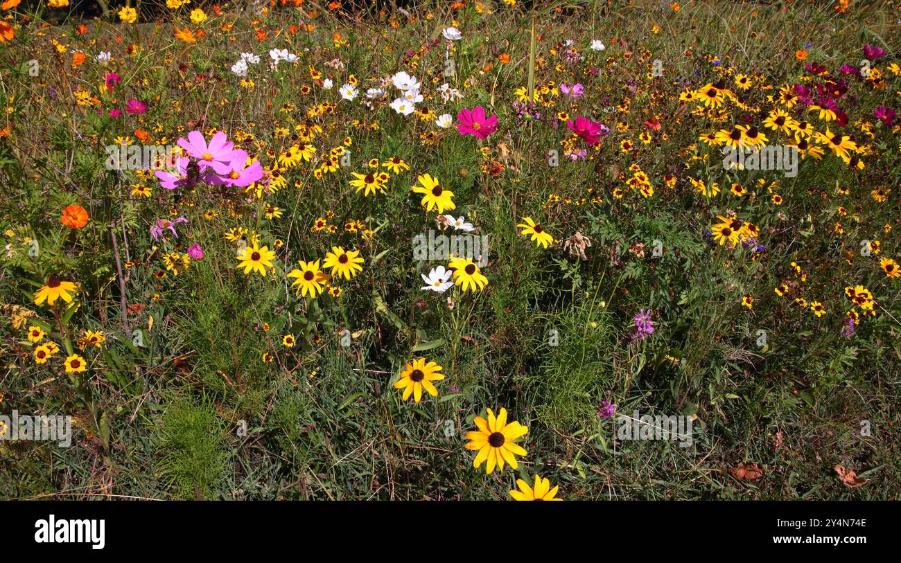 Fleurs sauvages dispersées dans un jardin fleuri avec des jaunes. oranges, roses, violets et blancs dans la vue Banque D'Images