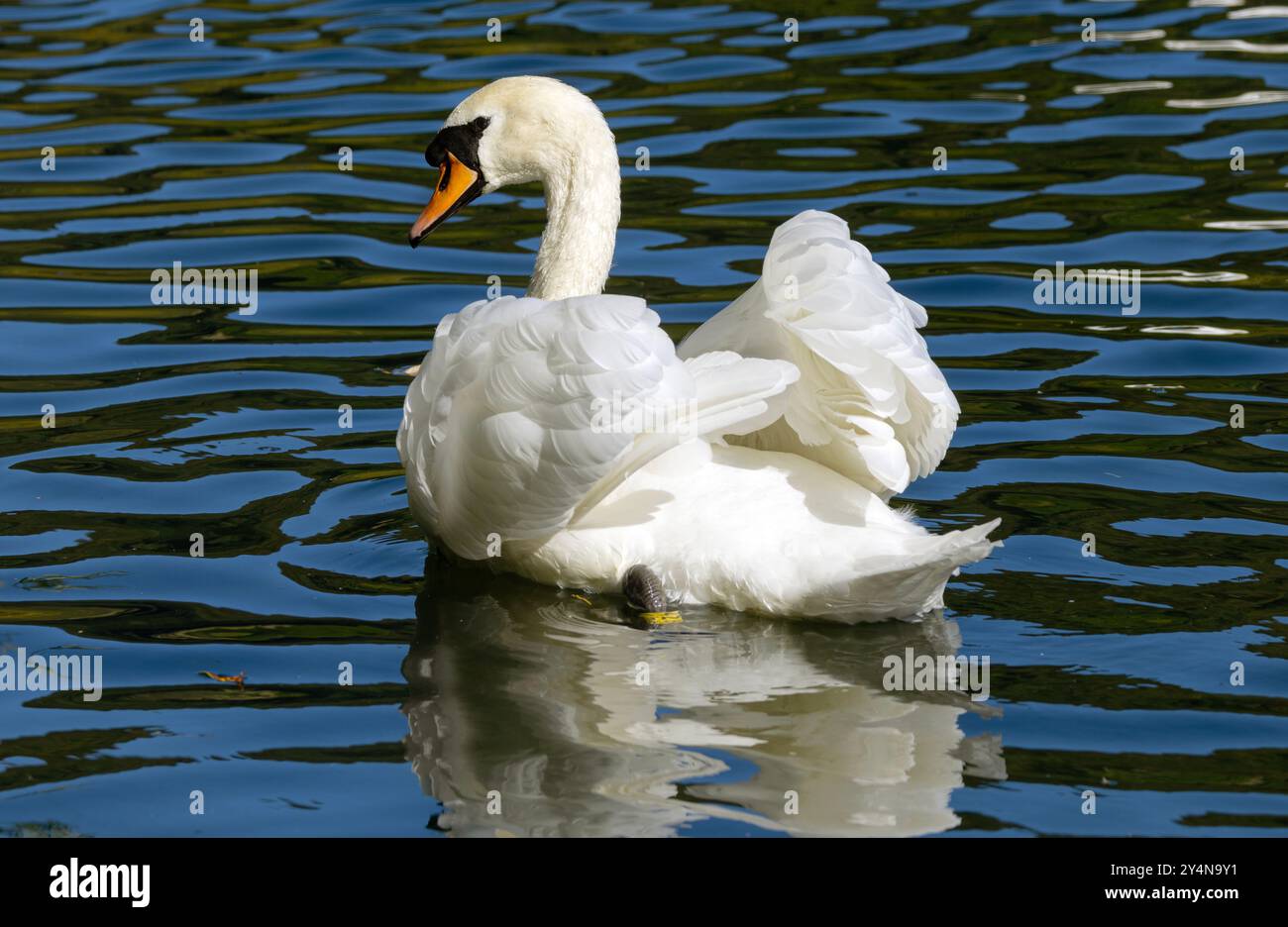 Le cygne muet est l'un des plus grands oiseaux du Royaume-Uni. Ils sont communs sur les voies navigables et sont de puissants nageurs, propulsés par de grands pieds palmés. Banque D'Images