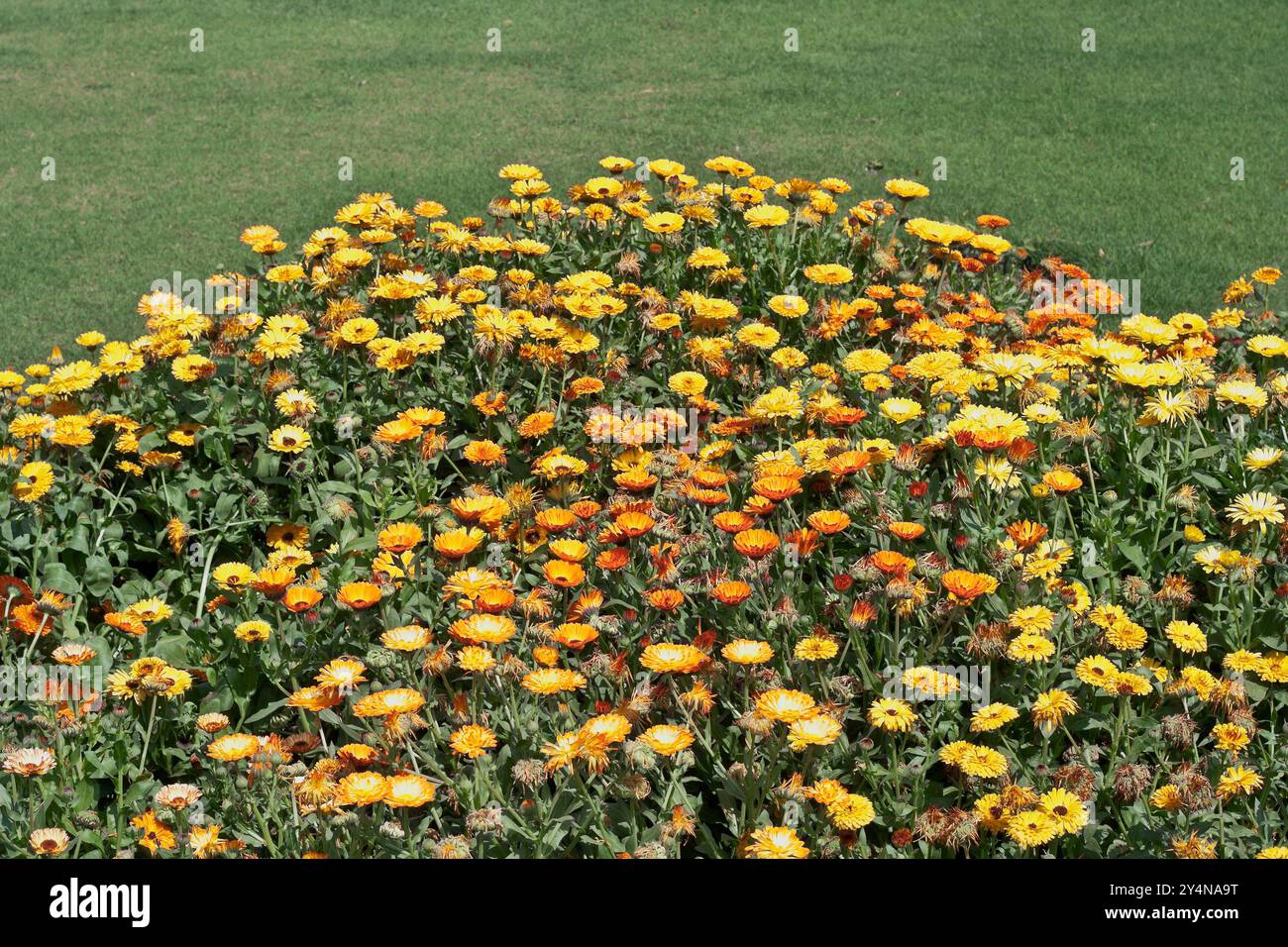Agra, Uttar Pradesh / Inde - 27 février 2012 : Un amas de champs de tournesol dans le jardin de la tombe d'Itimad UD Daulah à Agra. Banque D'Images Agra, Uttar Pradesh / Inde - 27 février 2012 : Un amas de champs de tournesol dans le jardin de la tombe d'Itimad UD Daulah à Agra. Banque D'Images