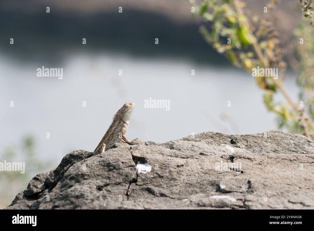 Navagam, Gujarat / Inde - 14 novembre 2007 : Un lézard sur un rocher près du barrage Sardar Sarovar. Banque D'Images