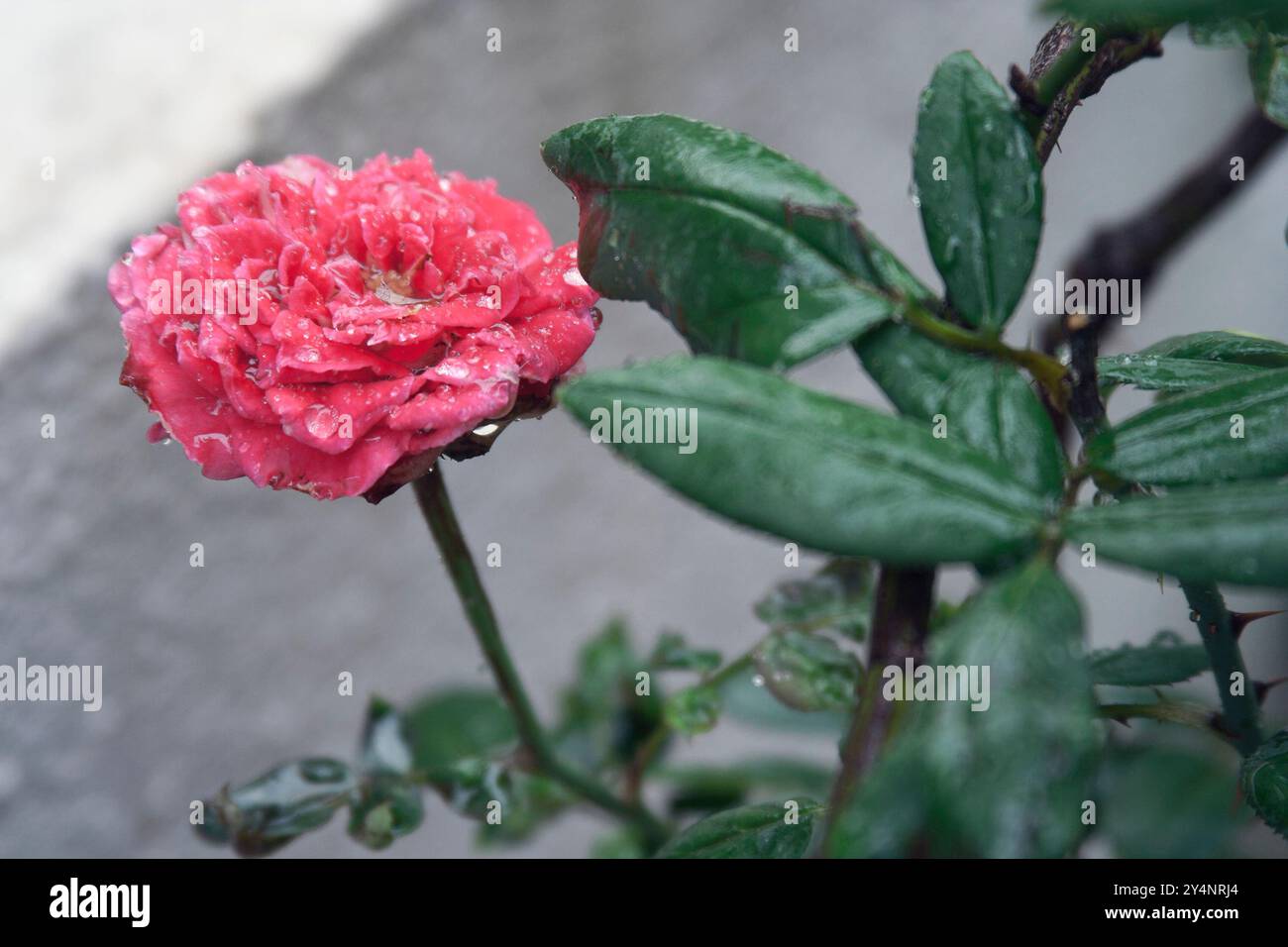 Vadodara, Gujarat / Inde - 4 septembre 2012 : vue rapprochée de la rose rouge humide pendant la pluie. Banque D'Images