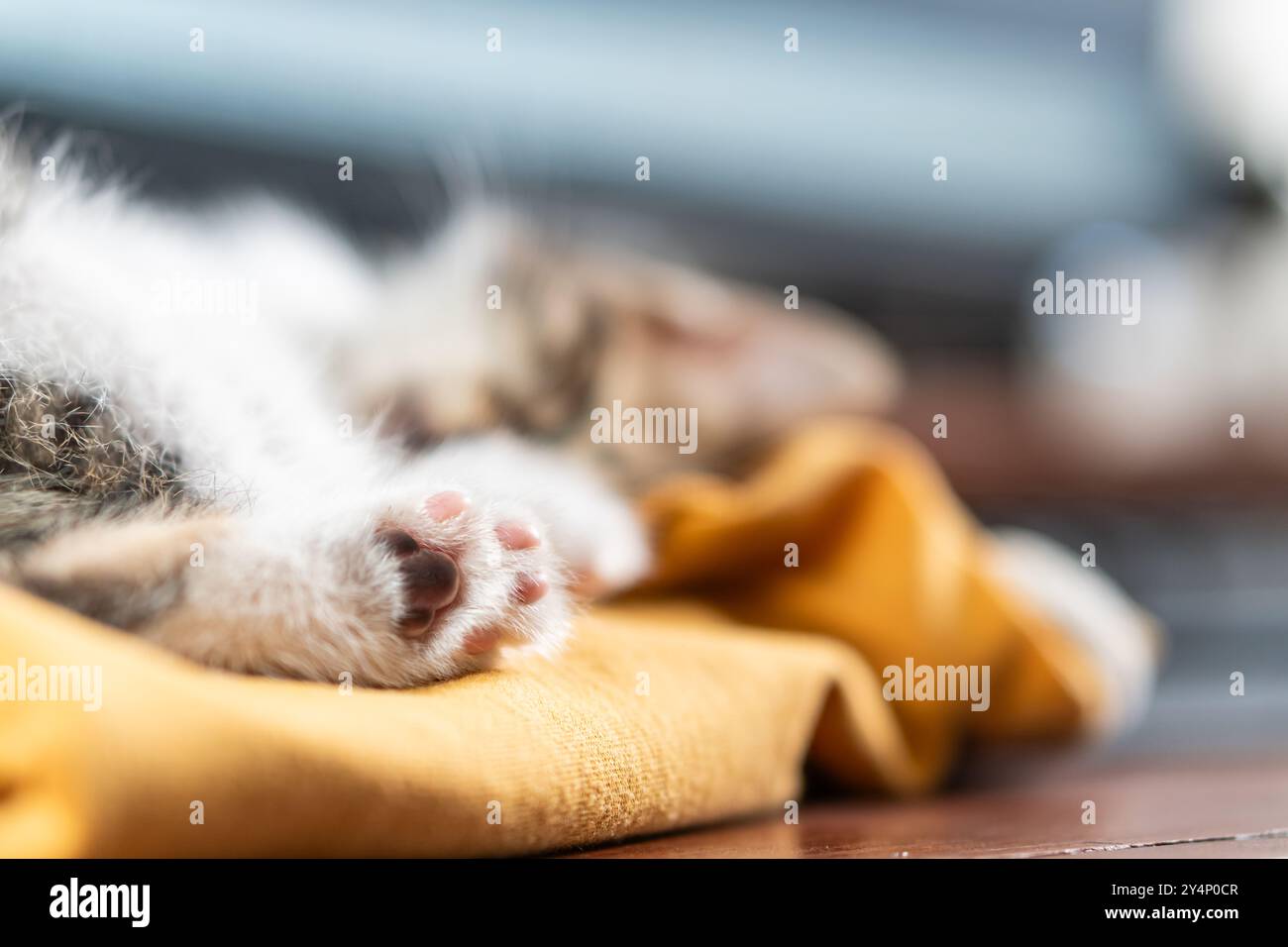 Gros plan de la patte d'un chaton endormi reposant sur un tissu jaune doux. L'accent est mis sur la patte, mettant en valeur ses minuscules coussinets roses et la fourrure, tandis que le dos Banque D'Images