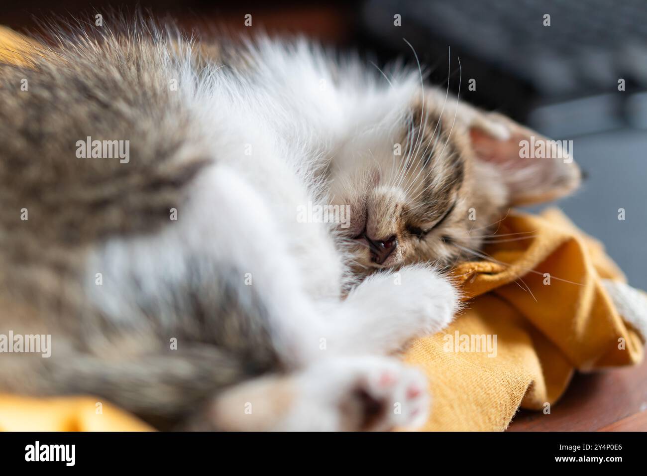 Gros plan d'un chaton endormi reposant sur un tissu jaune. Le chaton a un manteau de fourrure doux avec des rayures et est enroulé confortablement, mettant en valeur son pe Banque D'Images