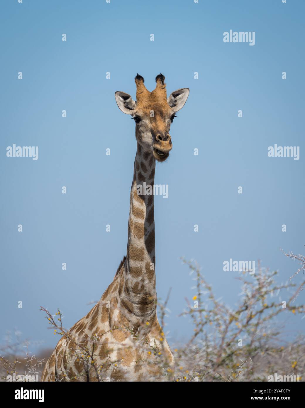 Une grande girafe regardant au-dessus d'un arbre au milieu de la journée contre un ciel bleu clair dans le parc national d'Etosha, en Namibie Banque D'Images