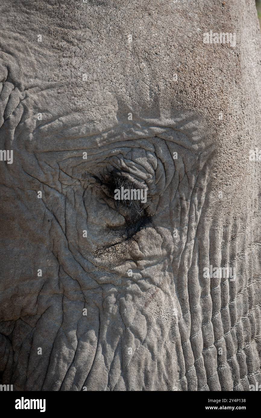 Gros plan extrême d'un oeil d'éléphant adulte entouré d'une peau grise et ridée dans le parc national d'Etosha, en Namibie Banque D'Images