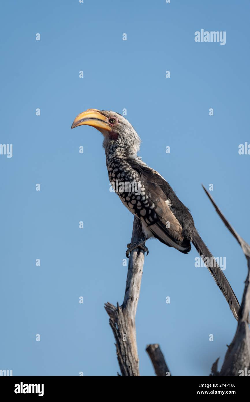 Un bec de corne à bec jaune méridional perché sur une branche près du sommet d'un arbre dans le nord de la Namibie Banque D'Images