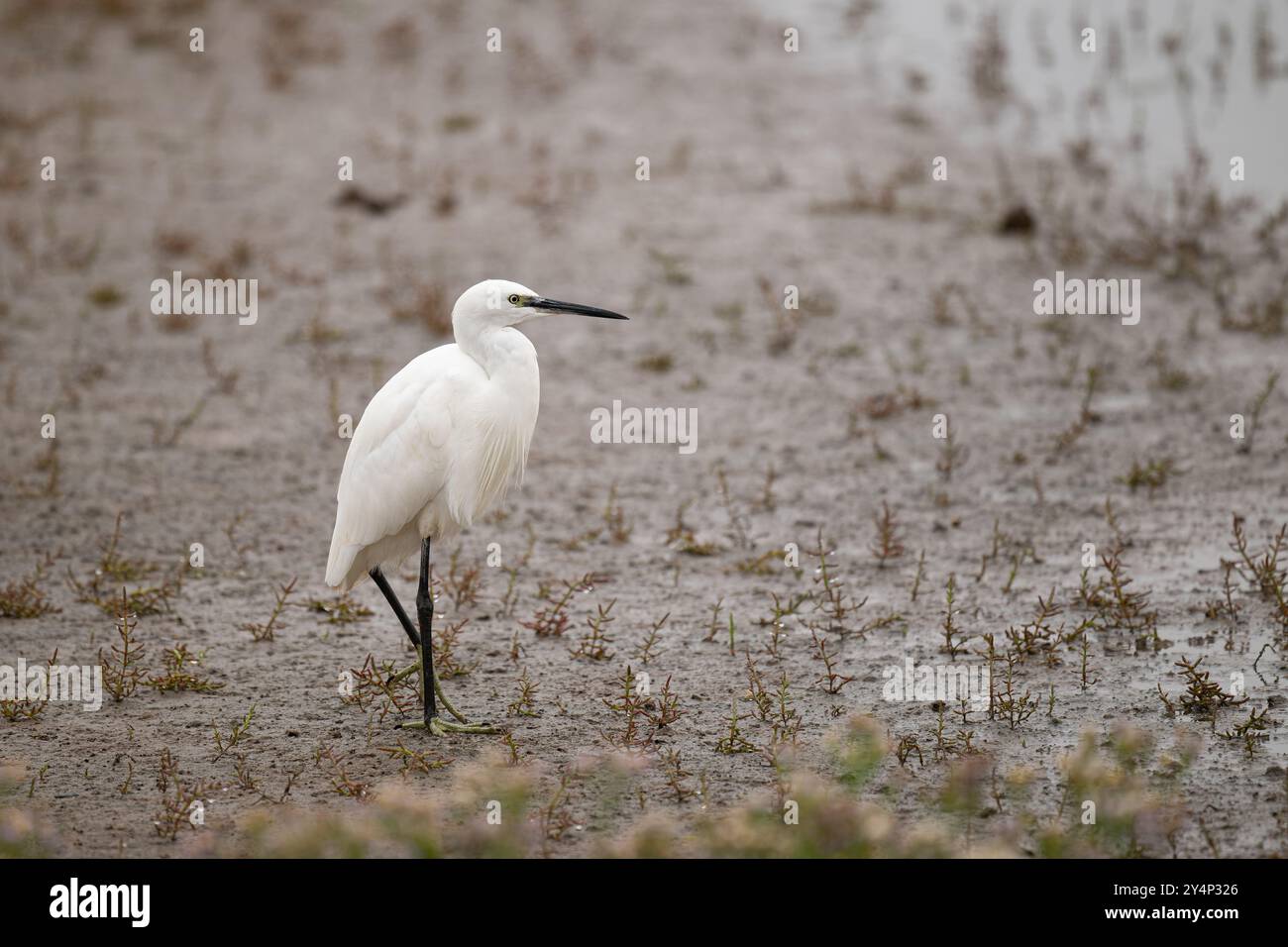 Petite Agret, Egret garzetta, marchant le long d'un rivage boueux Banque D'Images