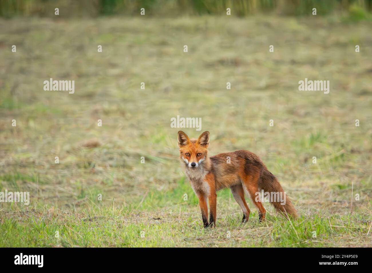 Un renard adulte se dresse dans un pré, à l'est de la Pologne Banque D'Images