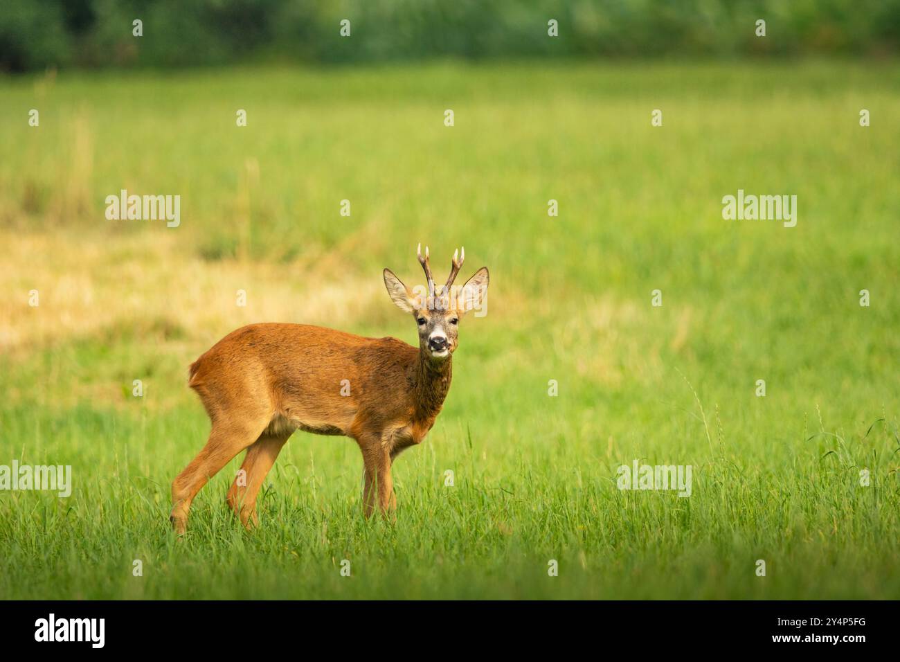 Roe Deer buck debout dans la prairie verte Banque D'Images
