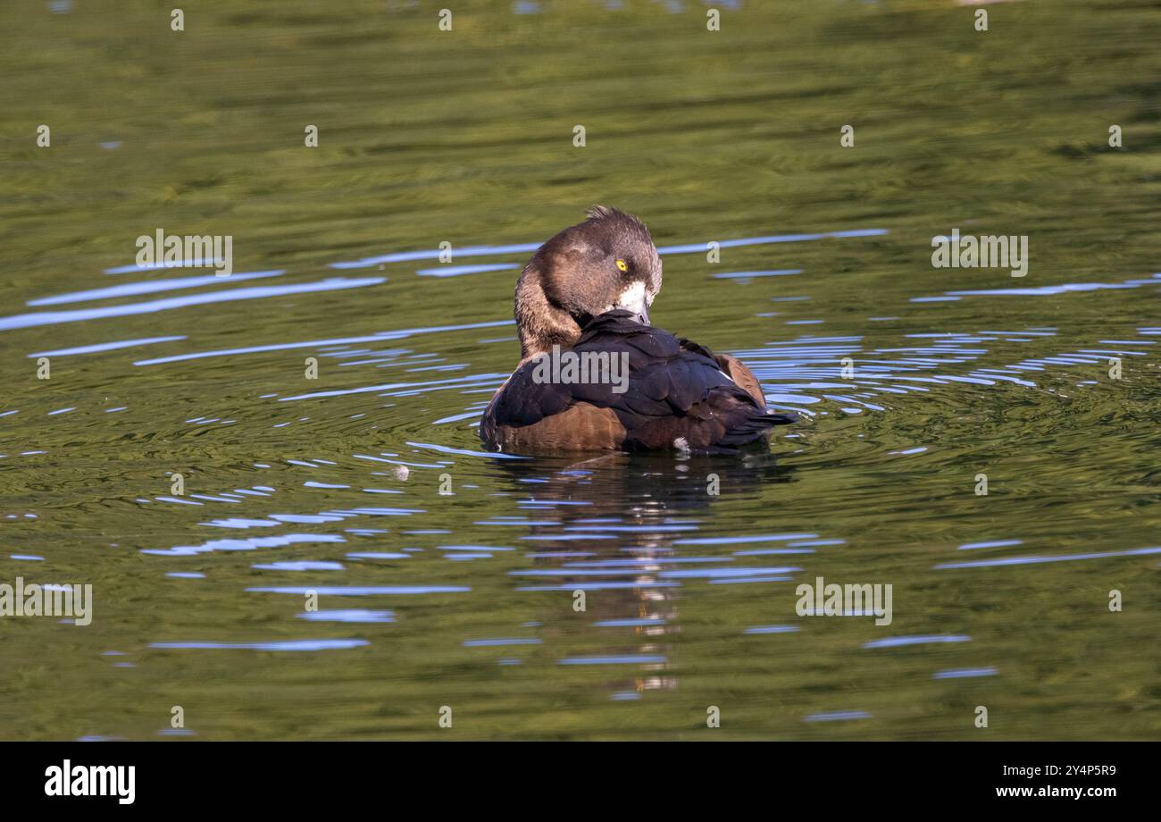 Une femelle canard touffeté prend alors qu'elle flotte sur l'eau. Tous les oiseaux d’eau sont méticuleux dans le maintien de leur plumage dans de bonnes conditions. Les canards plongeurs utilisent th Banque D'Images