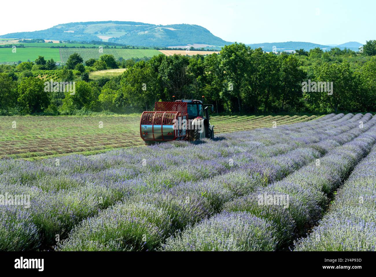 Tracteur récoltant la lavande dans un champ pittoresque pendant l'été, Puy de Dôme, Auvergne-Rhône-Alpes, France Banque D'Images