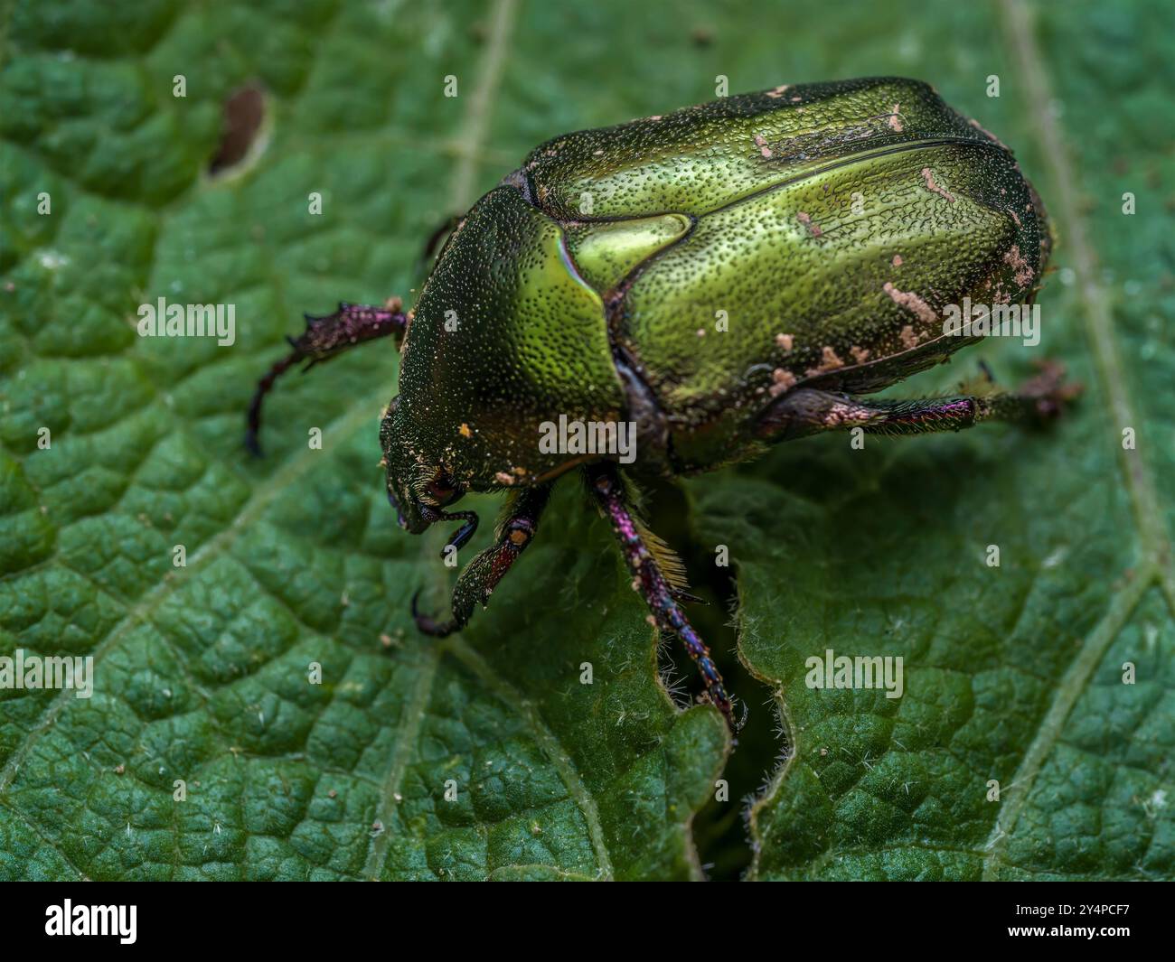 Gros plan d'un coléoptère Chafer en cuivre sur une feuille de plante Banque D'Images