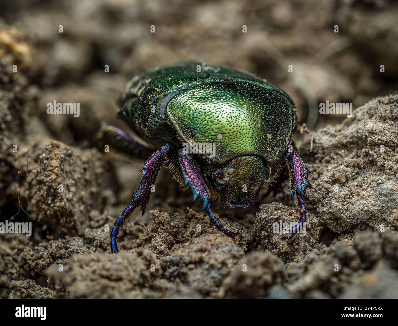 Gros plan d'un coléoptère Chafer en cuivre rampant sur une surface de sol Banque D'Images