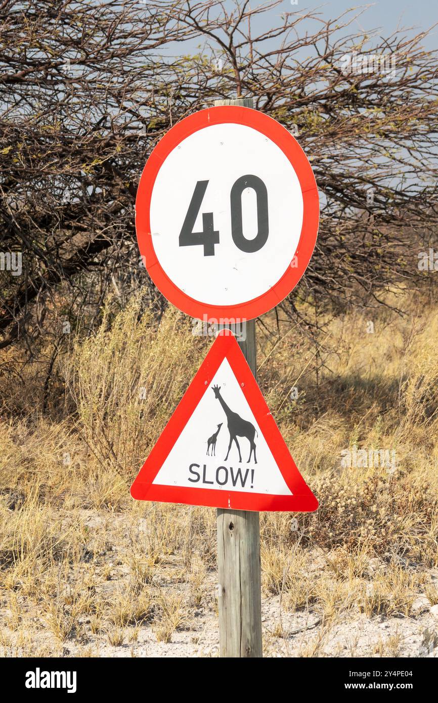 Girafes lent, panneau routier de la faune en Namibie, Afrique Banque D'Images