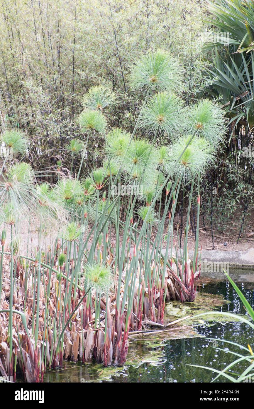 Cyperus papyrus (papyrus) poussant à Benalmadena, Málaga, Espagne. Banque D'Images