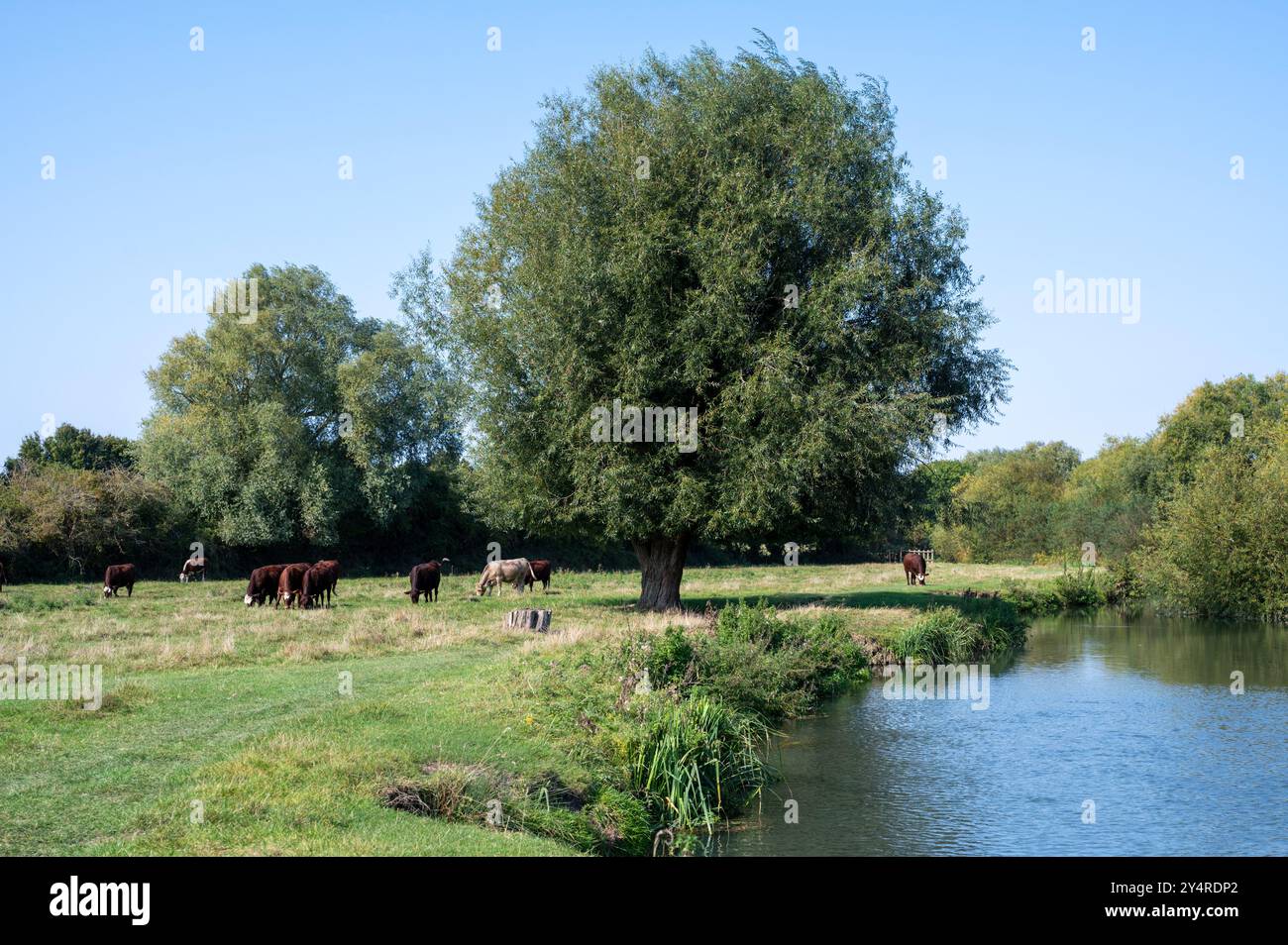 Une vue de Grantchester Meadows Cambridge UK avec des vaches poll rouges qui paissent dans le champ au bord de la rivière, avec des saules dans un après-midi d'été ensoleillé Banque D'Images