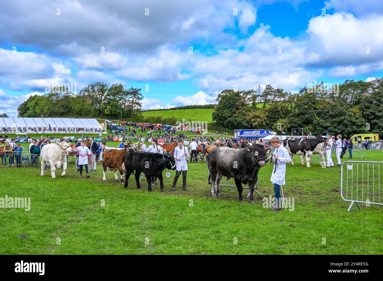 Westmorland County Show Cumbria célébrant le meilleur de la vie rurale, les porcs, les bovins, les chiens, les moutons, les machines et les produits locaux. Comté de Westmorland Agricultu Banque D'Images