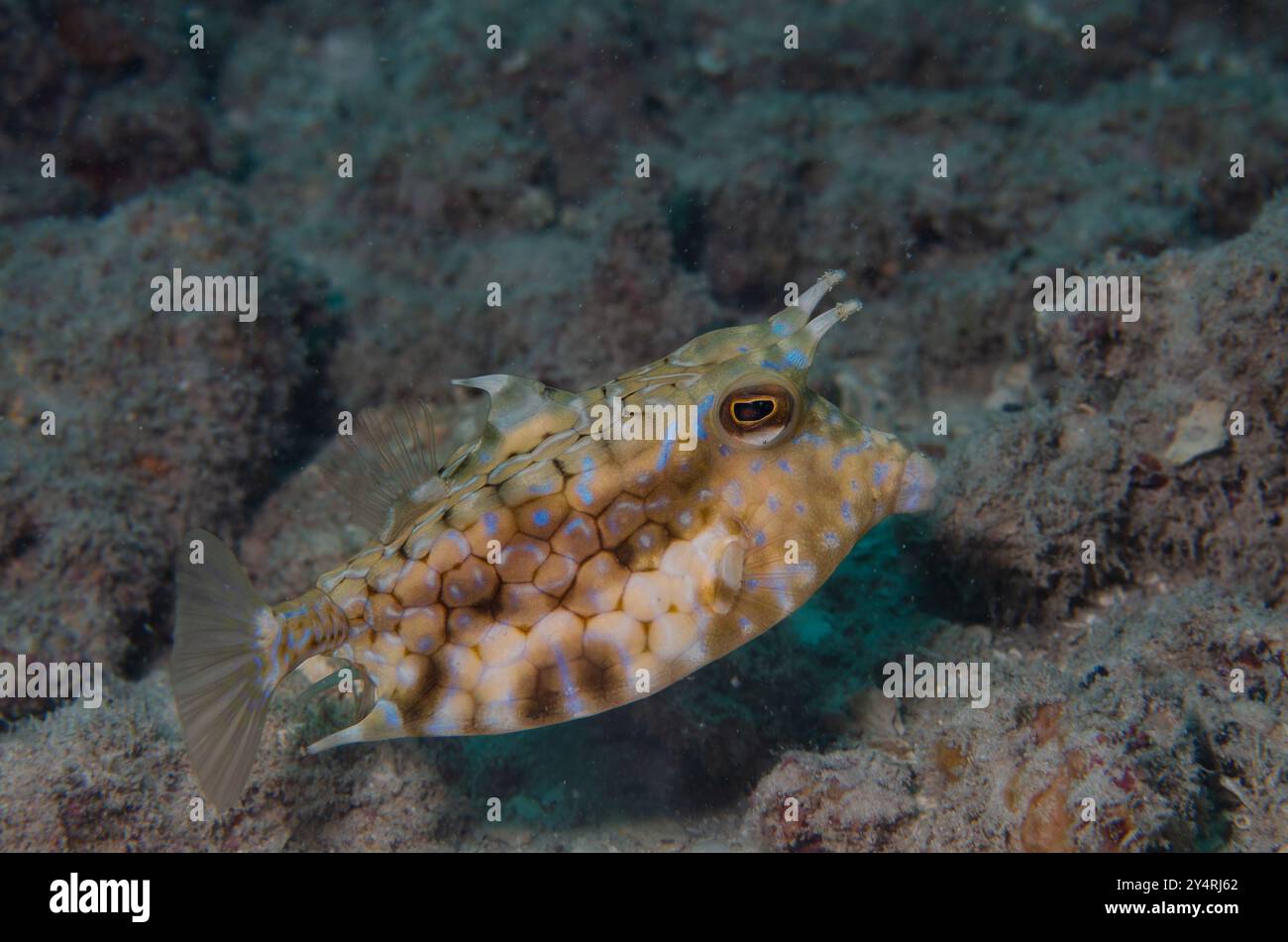 Cowfish longhorn ou boxfish à cornes, Lactoria cornuta, Ostraciidae, Parc National marin et réserve de Malindi, Kenya, Afrique Banque D'Images