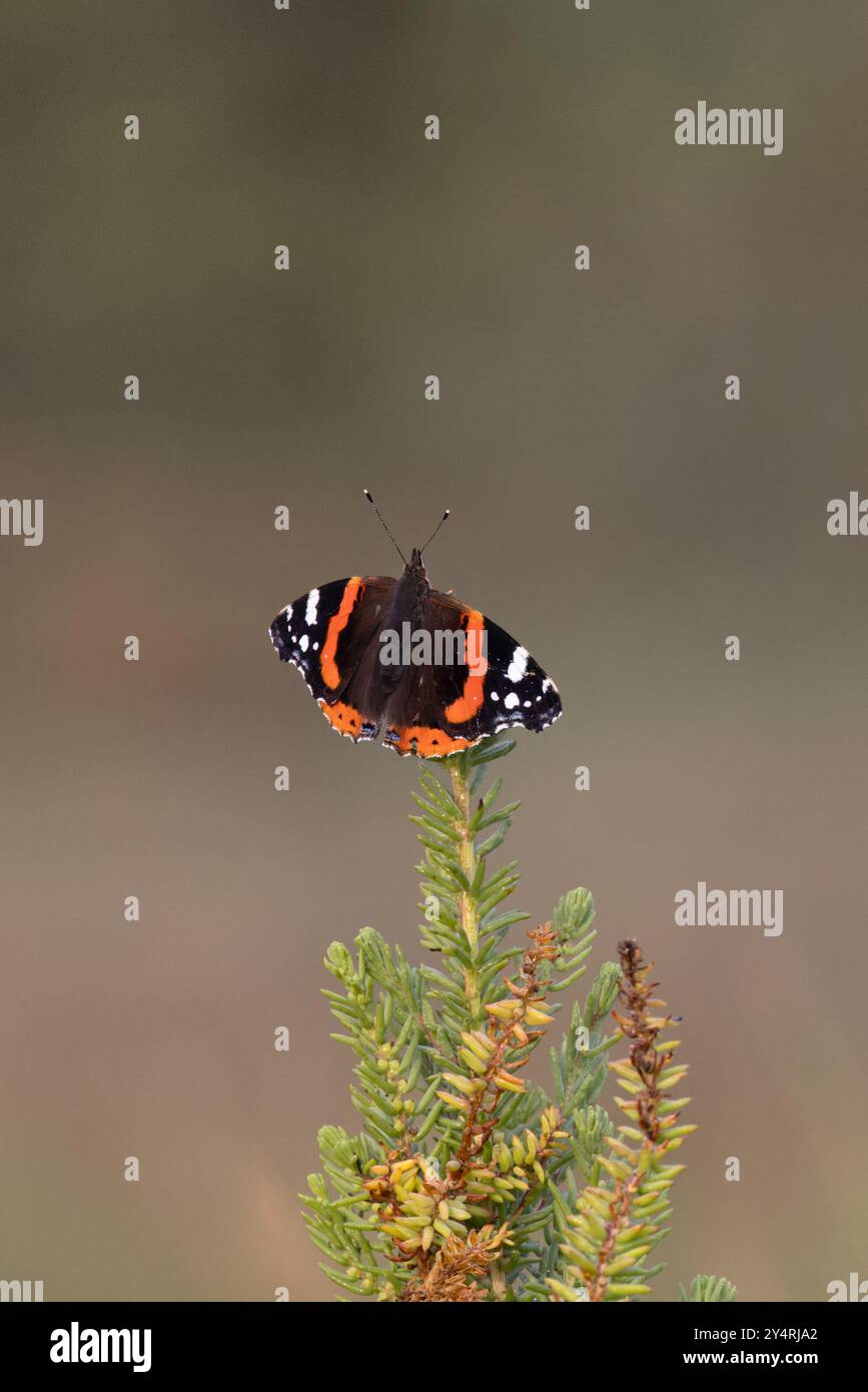 Amiral rouge (Vanessa atalanta) migrant perché sur des arbustes Seablite (Suaeda vera) Norfolk septembre 2024 Banque D'Images