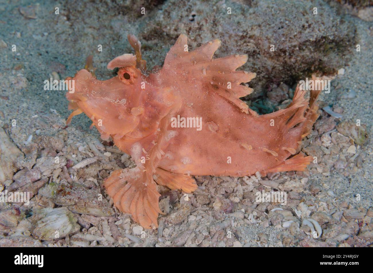 Scorpionfish d'Eschmeyer, Rhinopias eschmeyeri, Scorpenidae, Parc National marin et réserve de Malindi, Kenya, Afrique Banque D'Images