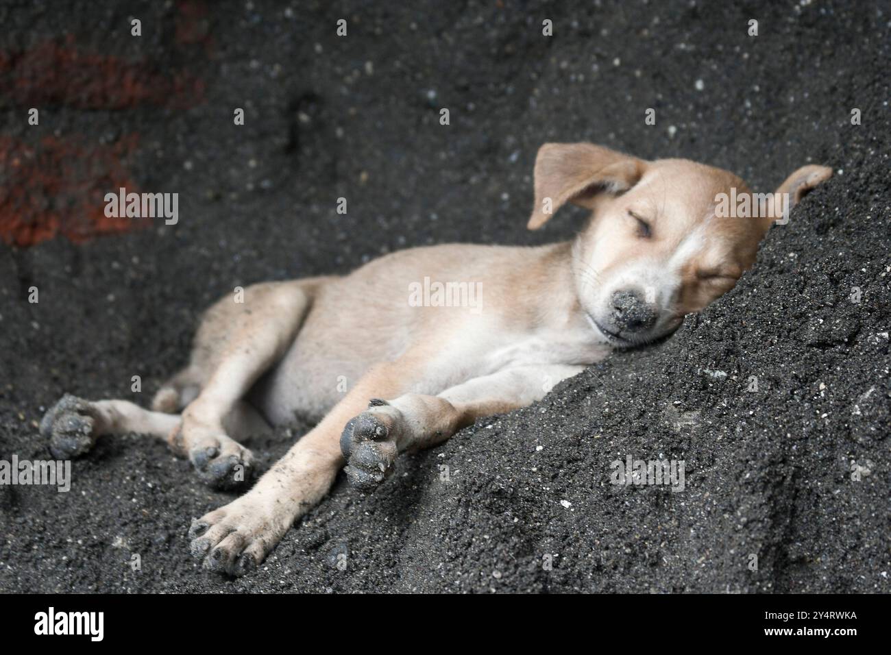 Mumbai, Maharashtra / Inde - 12 juin 2008 : vue rapprochée du chiot dormant sur le chantier de construction. Banque D'Images