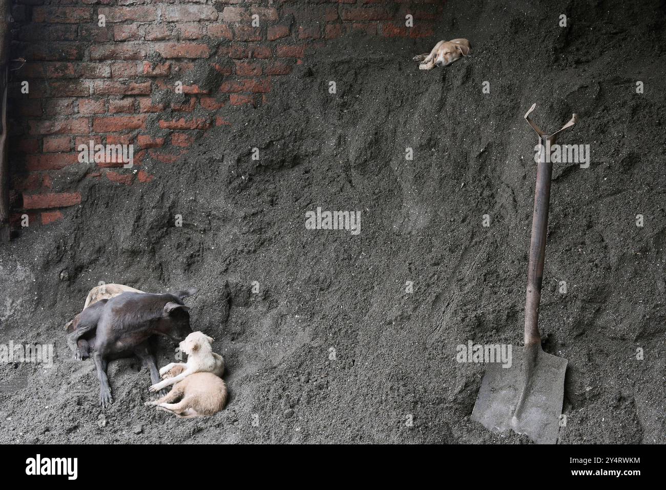Mumbai, Maharashtra / Inde - 12 juin 2008 : un chien et des chiots près du chantier de construction. Banque D'Images