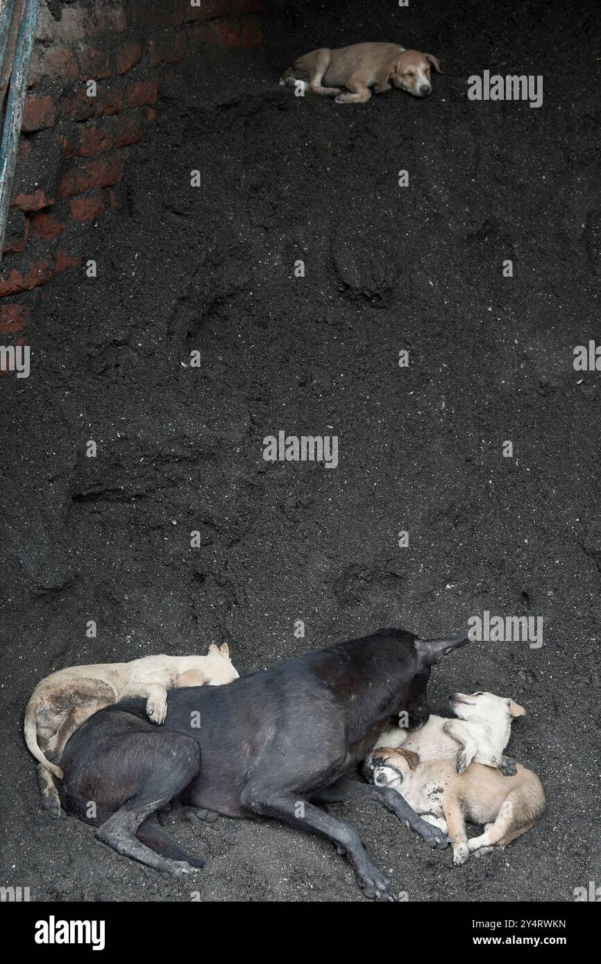 Mumbai, Maharashtra / Inde - 12 juin 2008 : un chien et des chiots près du chantier de construction. Banque D'Images