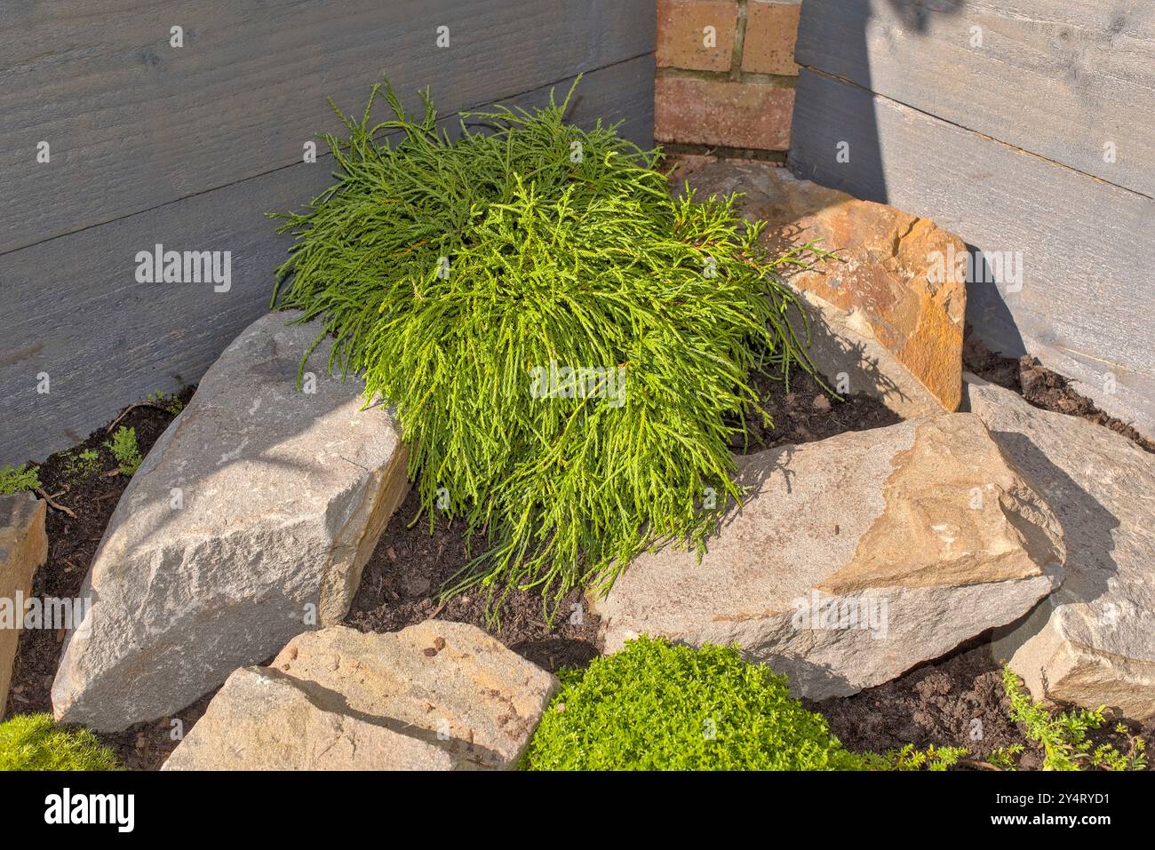 Gros plan d'un arbuste à feuilles persistantes chamaecyparis, filifera nana dans une rocaille avec des jardinières grises surélevées en bois et de la brique en arrière-plan Banque D'Images