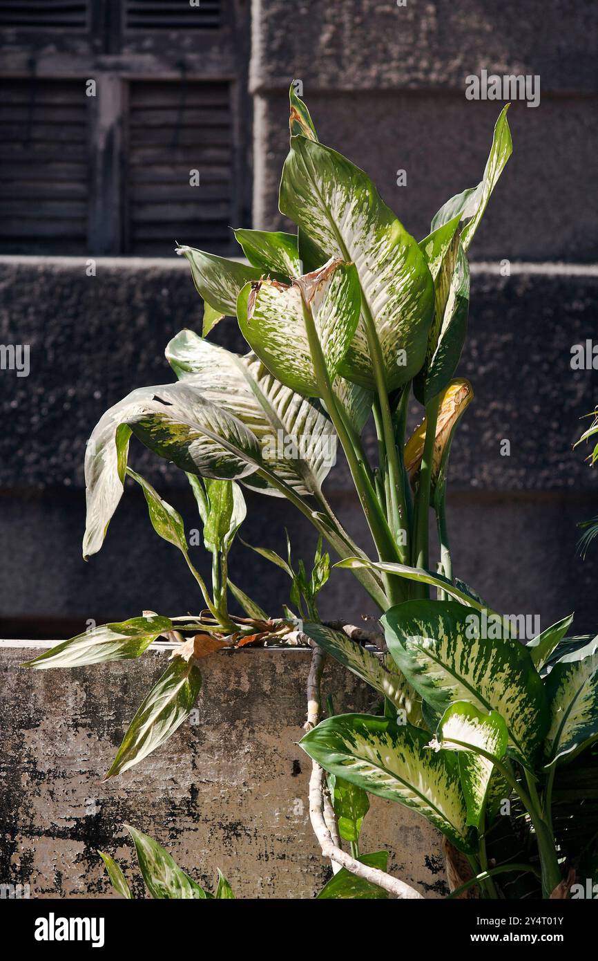 Mumbai, Maharashtra / Inde - 21 février 2009 : la vue de la plante à fleurs tropicales Dieffenbachia sur la terrasse de la maison. Banque D'Images Mumbai, Maharashtra / Inde - 21 février 2009 : la vue de la plante à fleurs tropicales Dieffenbachia sur la terrasse de la maison. Banque D'Images