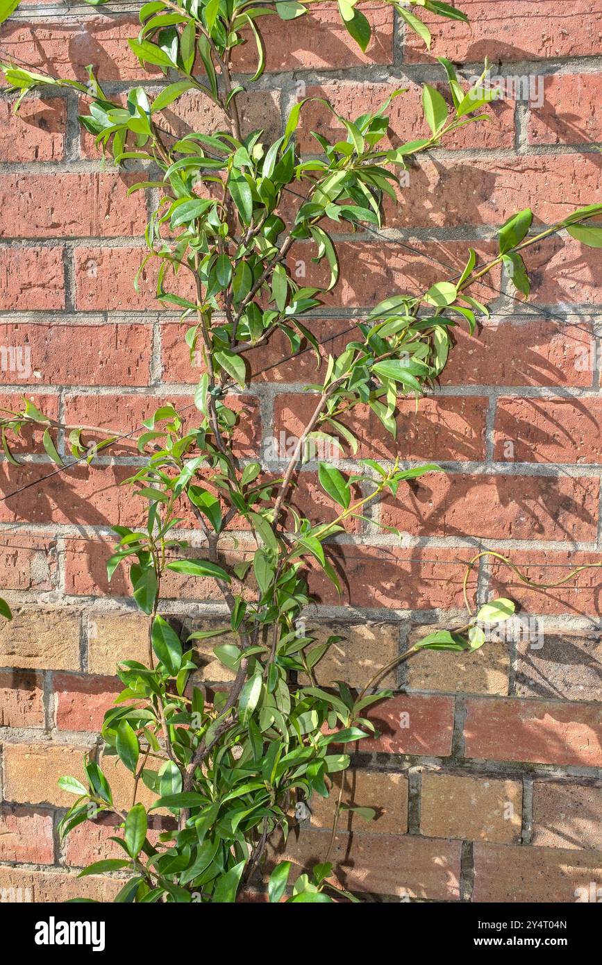 Gros plan d'un Trachelospermum Jasminoides ou Star Jasmine grimpant sur un mur de briques Banque D'Images