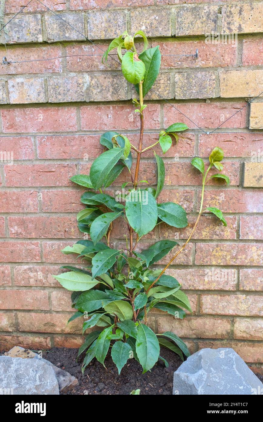 Vue rapprochée d'une Hydrangea seemannii, ou Seemanns Hydrangea, grimpeur à feuilles persistantes auto-accroché contre un mur de briques dans un jardin Banque D'Images
