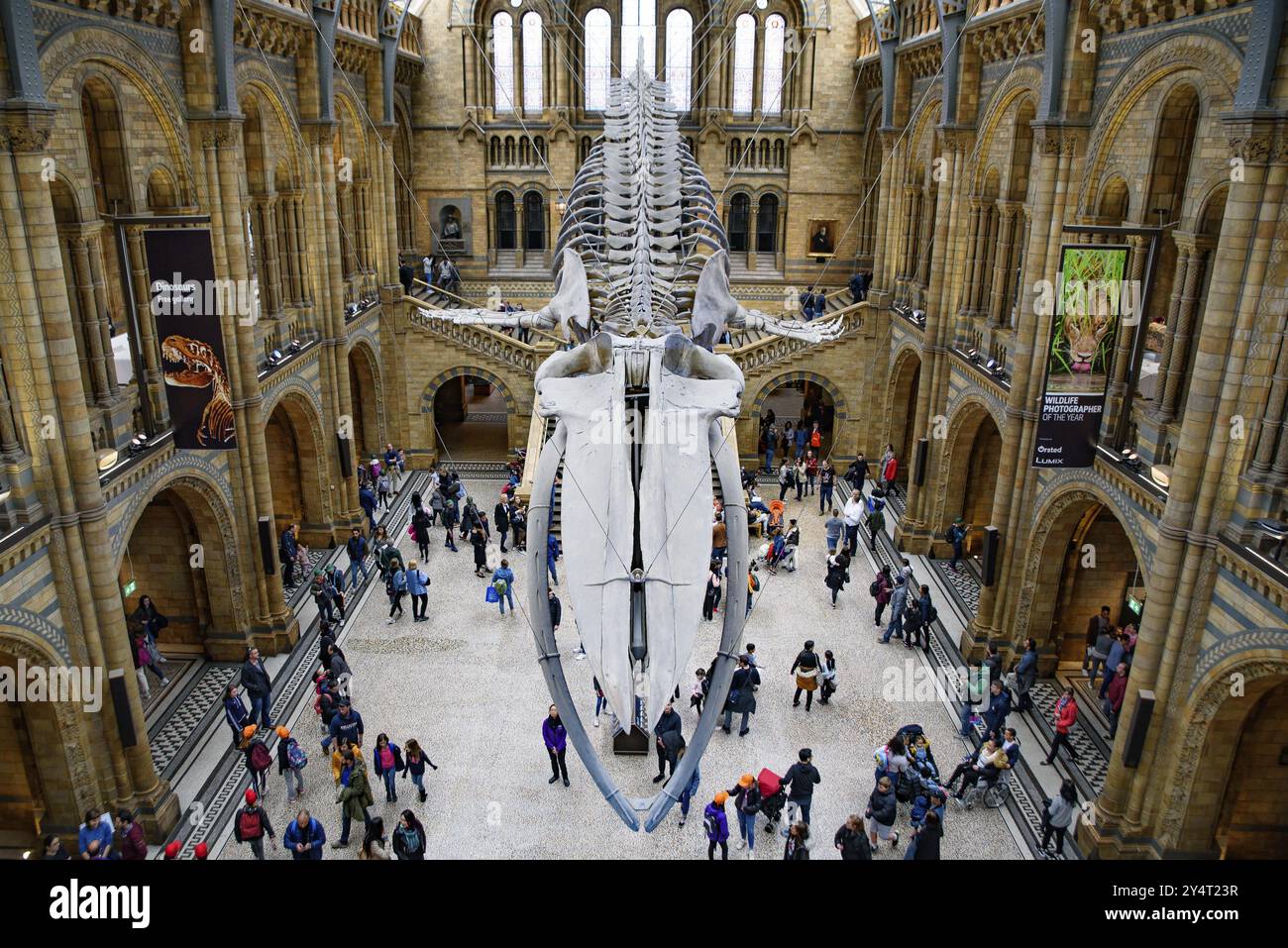 L'intérieur du Musée d'histoire naturelle avec squelette de baleine, Londres, Royaume-Uni, Europe Banque D'Images