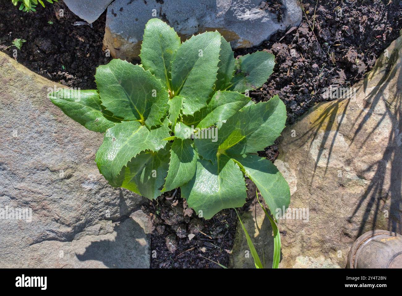 Gros plan pris d'en haut d'un helleborus argutifolius ou Hellebore Corse dans une rocaille avec du sol Banque D'Images