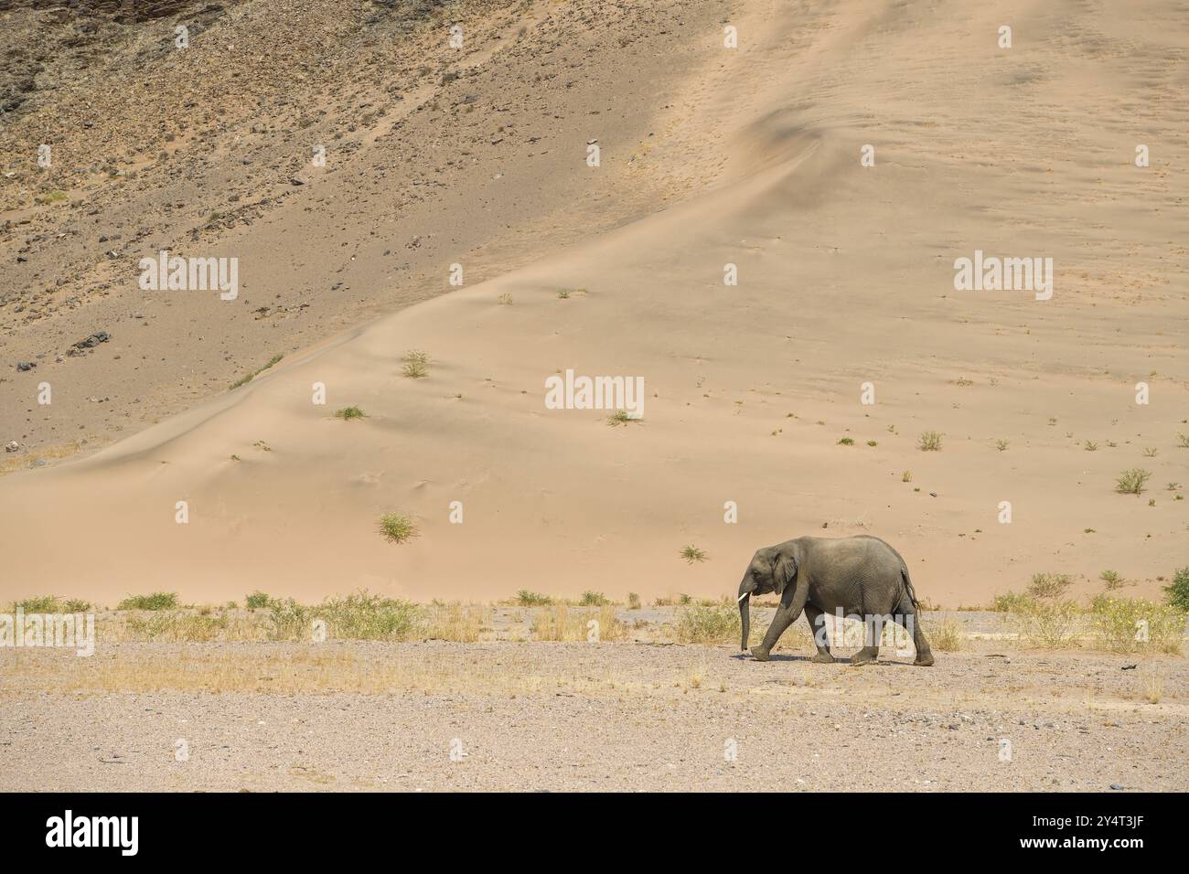 Éléphant du désert (Loxodonta africana) devant une dune dans la rivière sèche Huab, Damaraland, région de Kunene, Namibie, Afrique Banque D'Images