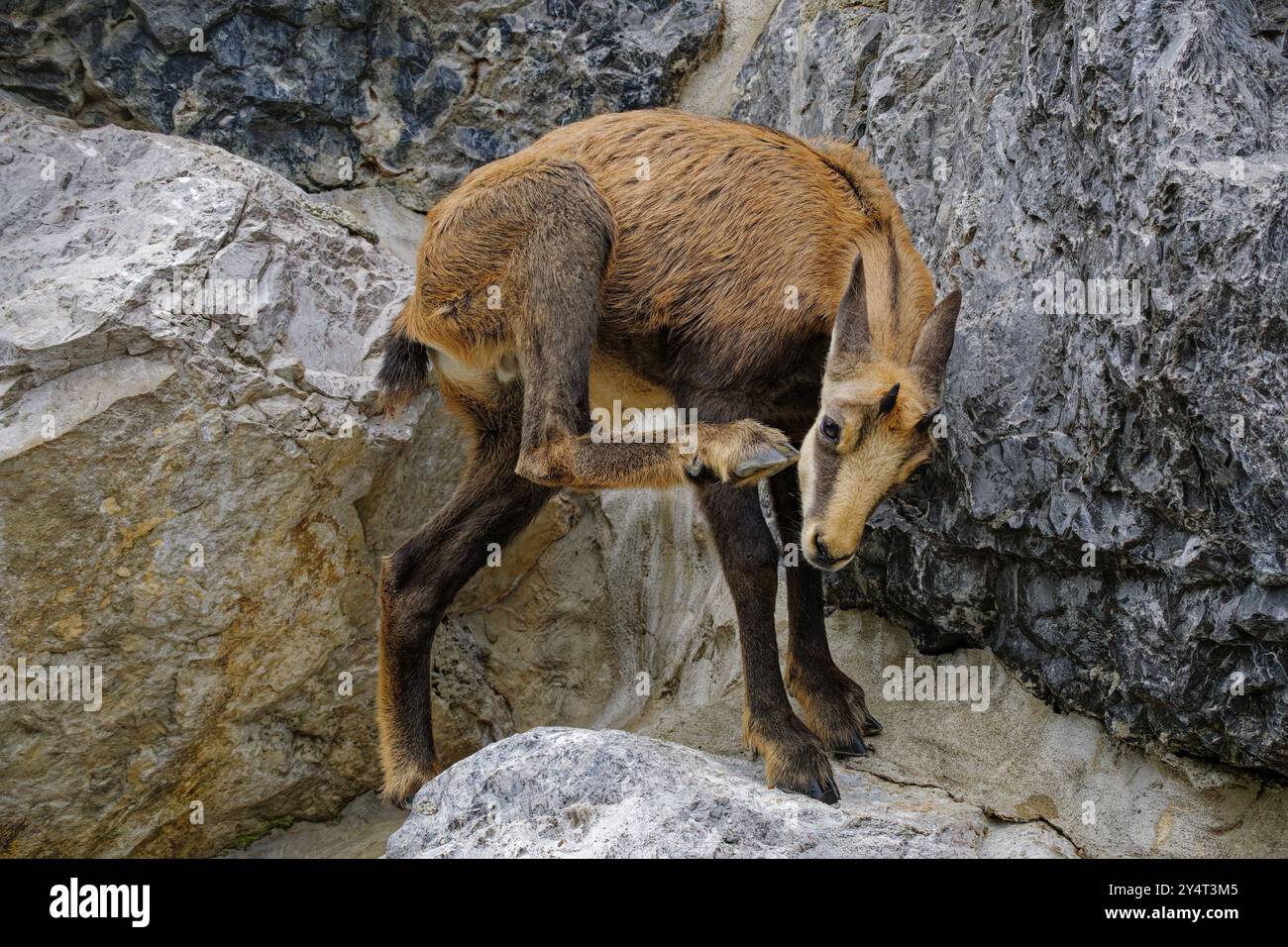 Chamois également connu sous le nom de Gams ou Gamswild (Rupicapra rupicapra), chèvre, captif, survenant en Europe et en Asie mineure Banque D'Images