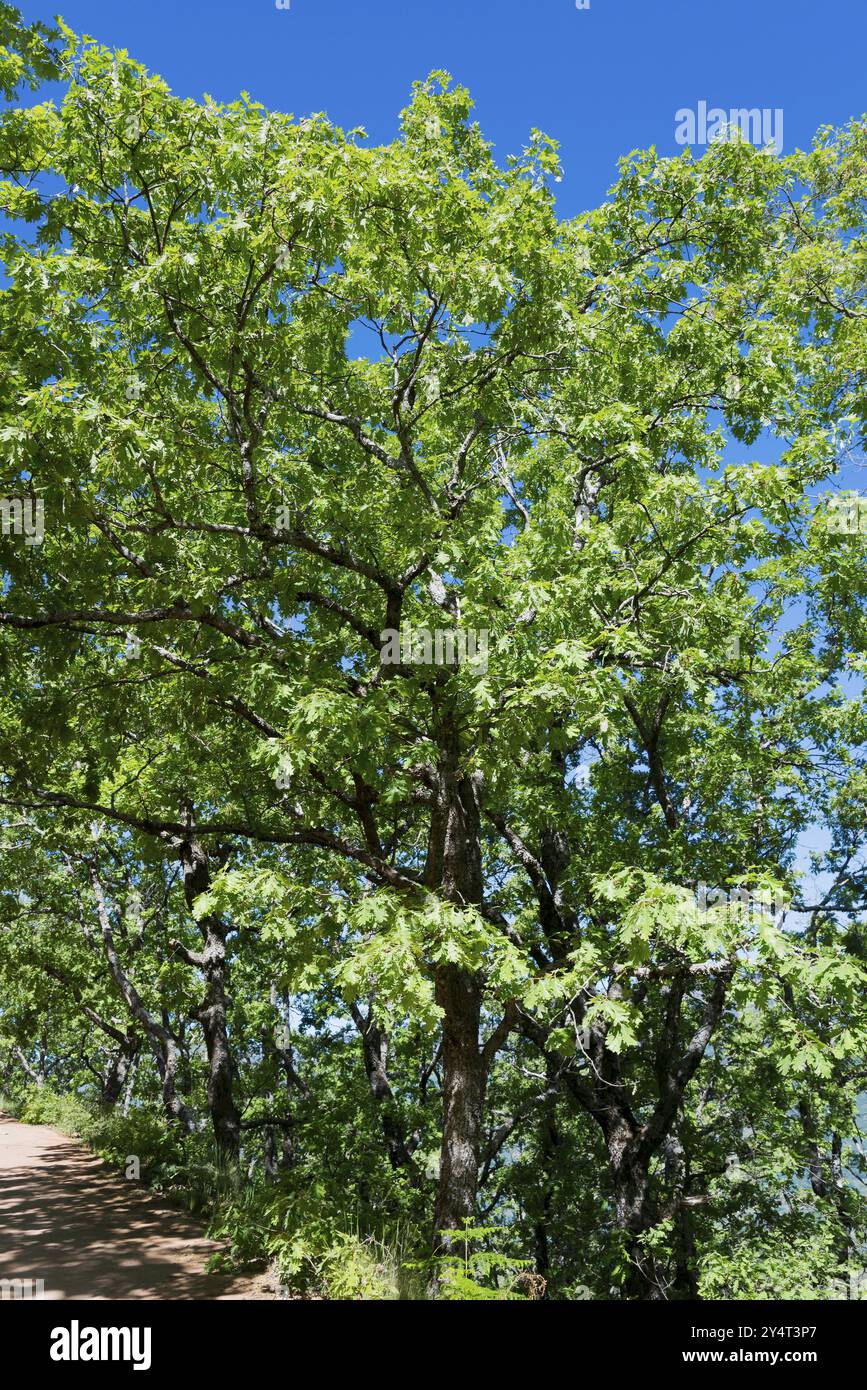 Grand chêne au feuillage luxuriant dans une forêt d'été ensoleillée contre un ciel bleu, chêne, Piornal, Caceres, Cacares, Estrémadure, Espagne, Europe Banque D'Images