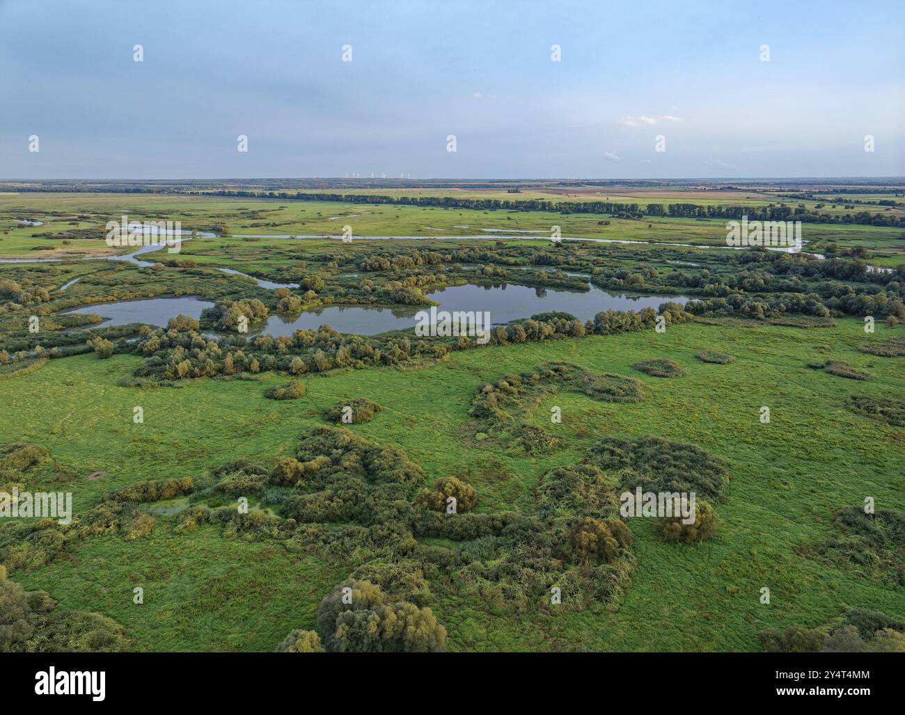 Le parc national de l'estuaire de la Warta, parc Narodowy Ujscie Warty, où la Warta se jette dans l'Oder. Le parc se compose principalement de prairies et de pâturages Banque D'Images