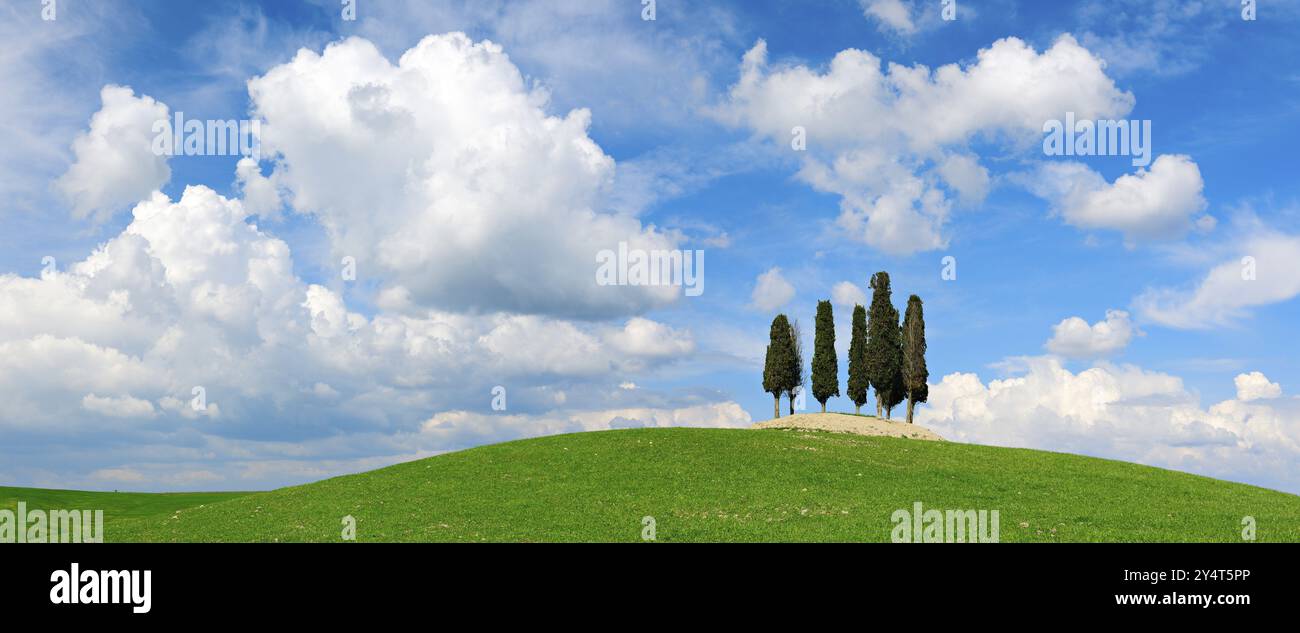 Groupe d'arbres, cyprès sur la colline dans le champ vert sous le ciel bleu avec cumulus nuages, Province de Sienne, San Quirico d'Orcia, Toscane, Italie, Europe Banque D'Images