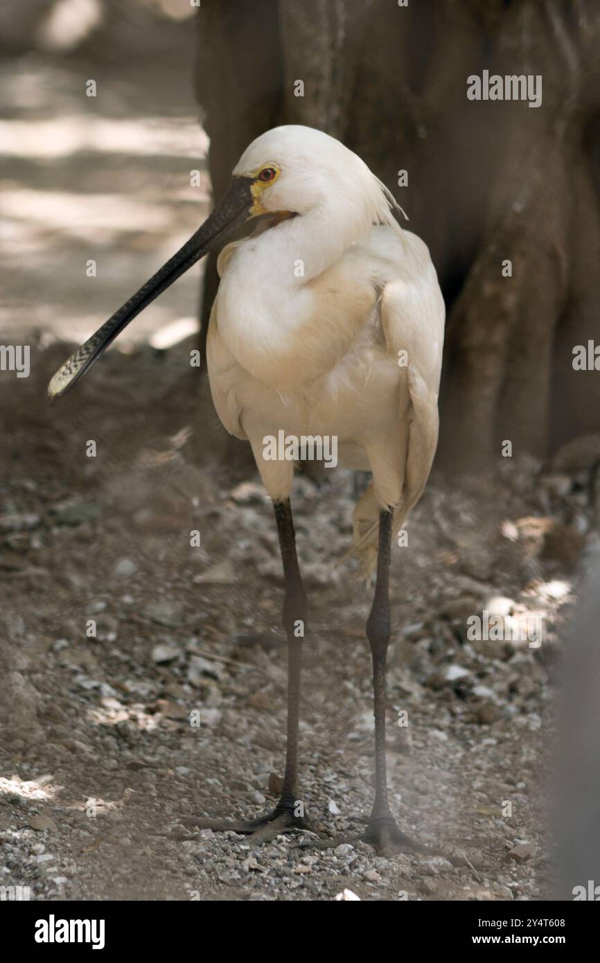 Byculla, Maharashtra / Inde - 3 mai 2009 : vue de l'oiseau à bec-de-cuillère commun dans le zoo de Byculla. Banque D'Images