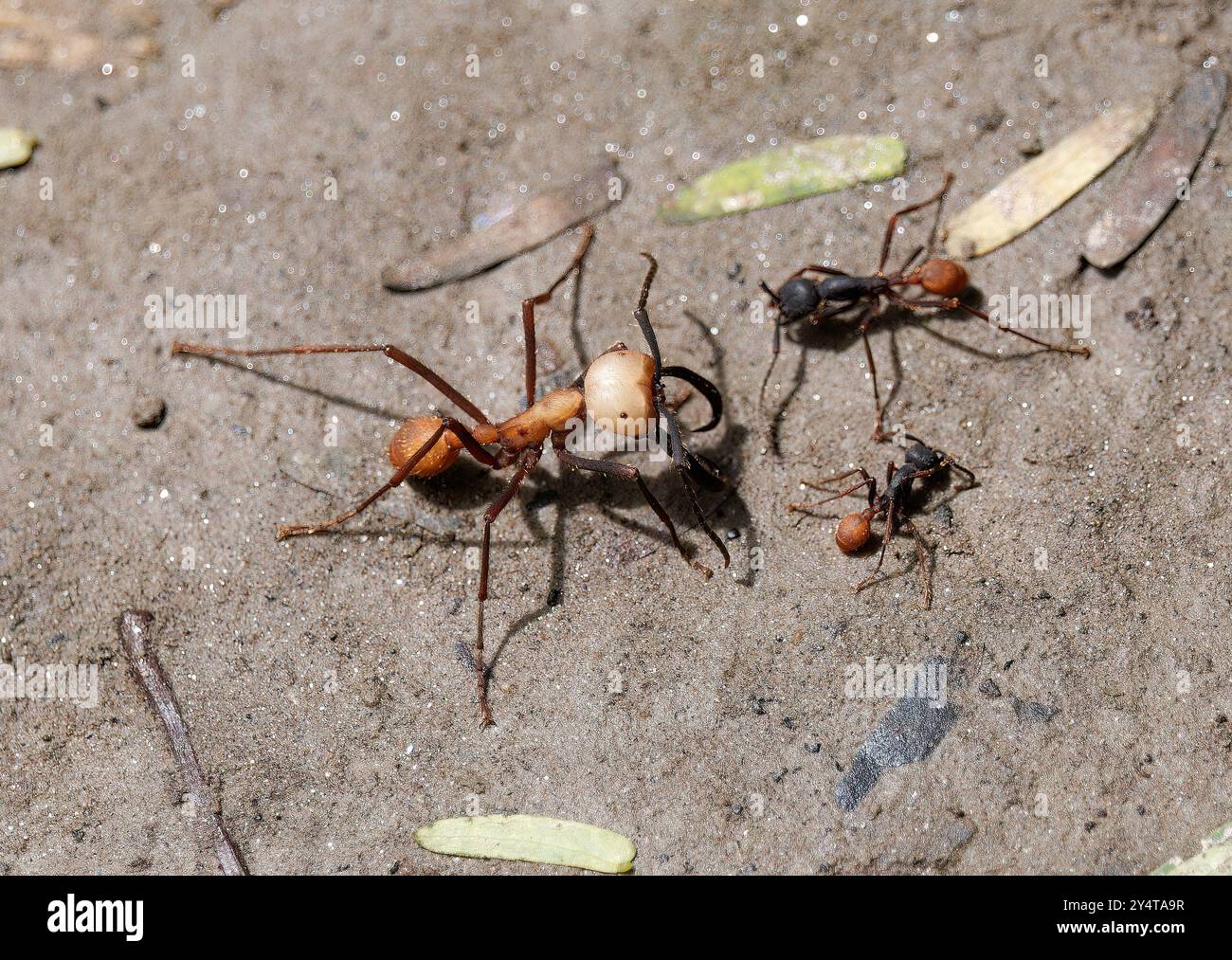 Fourmi armée Eciton, Eciton burchellii, vándorhangya, Parc national de Yasuní, Équateur, Amérique du Sud Banque D'Images