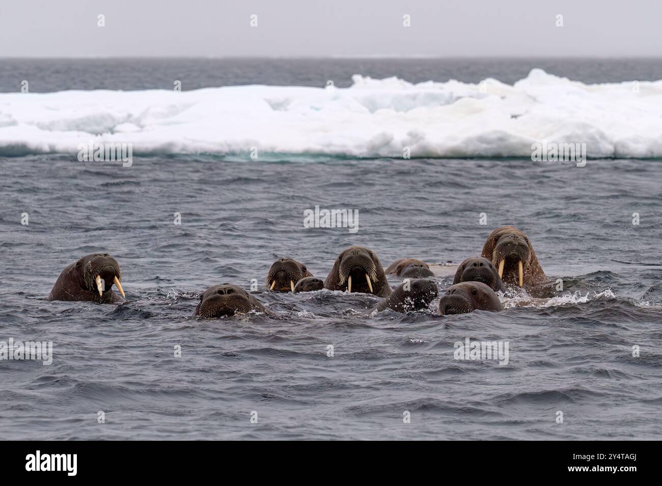 Curieux morse (Odobenus rosmarus rosmarus) près de l'île Apollon en Terre François-Joseph, Russie, Océan Arctique. Banque D'Images