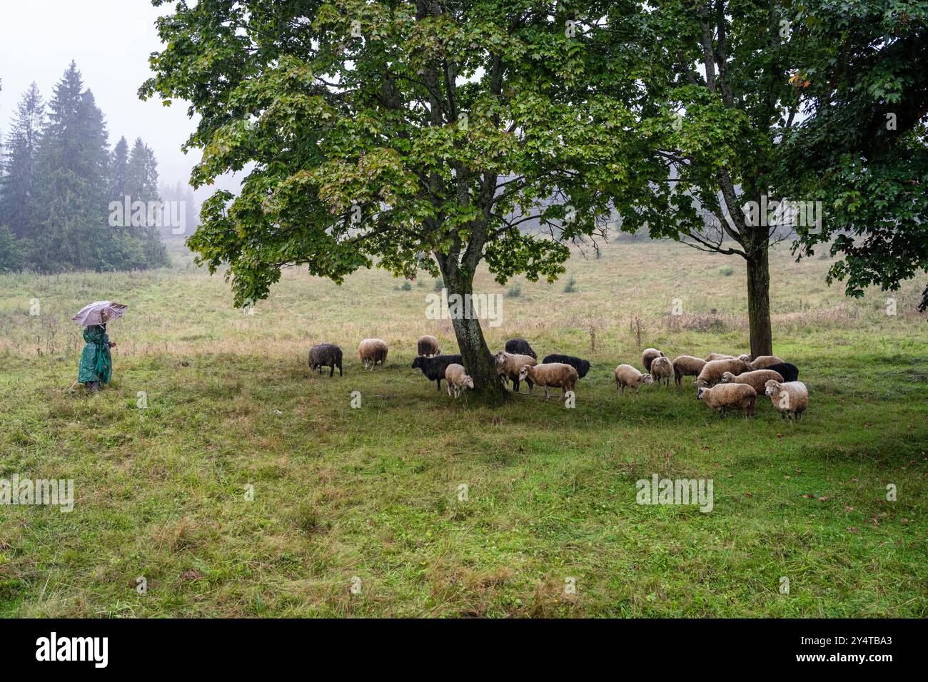 Traditions intemporelles : élevage de moutons dans les Foggy Highlands Banque D'Images