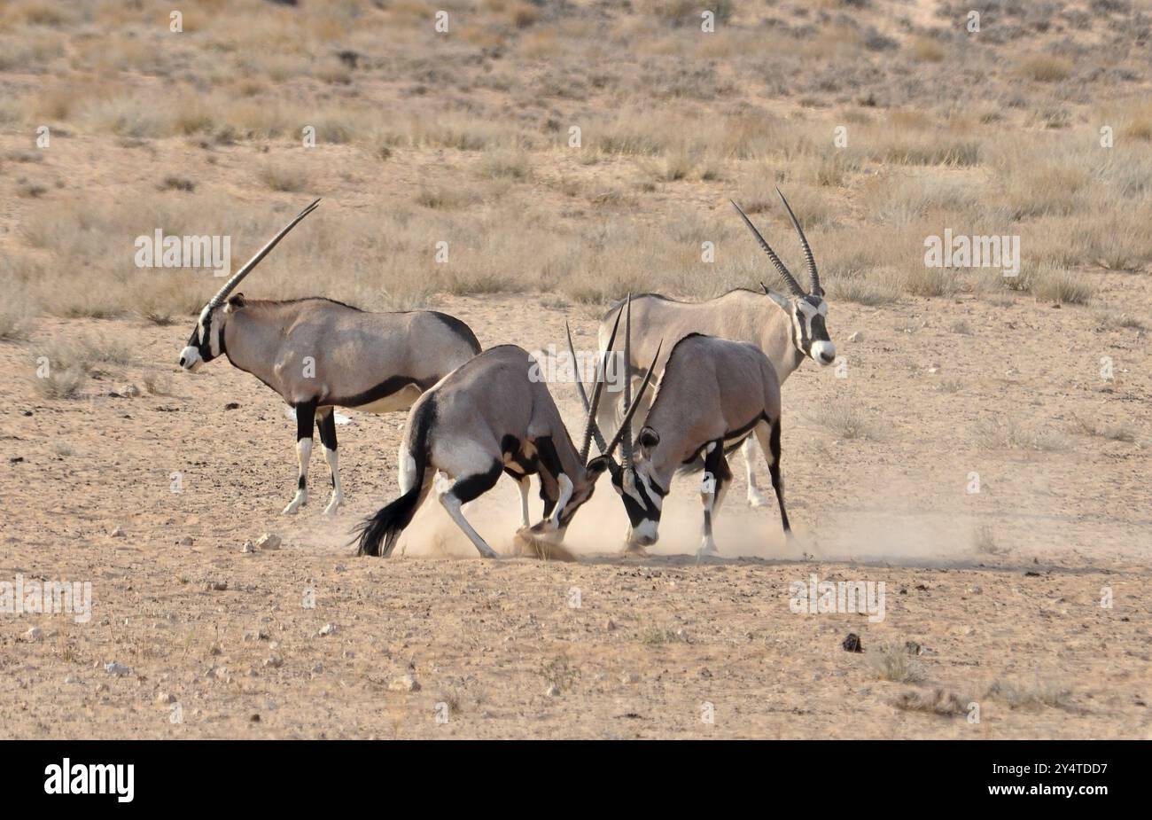 Mâle Gemsbok Antelope dans le parc transfrontalier de Kgalagadi, Afrique australe se battant dans la poussière pour renforcer la structure sociale Banque D'Images