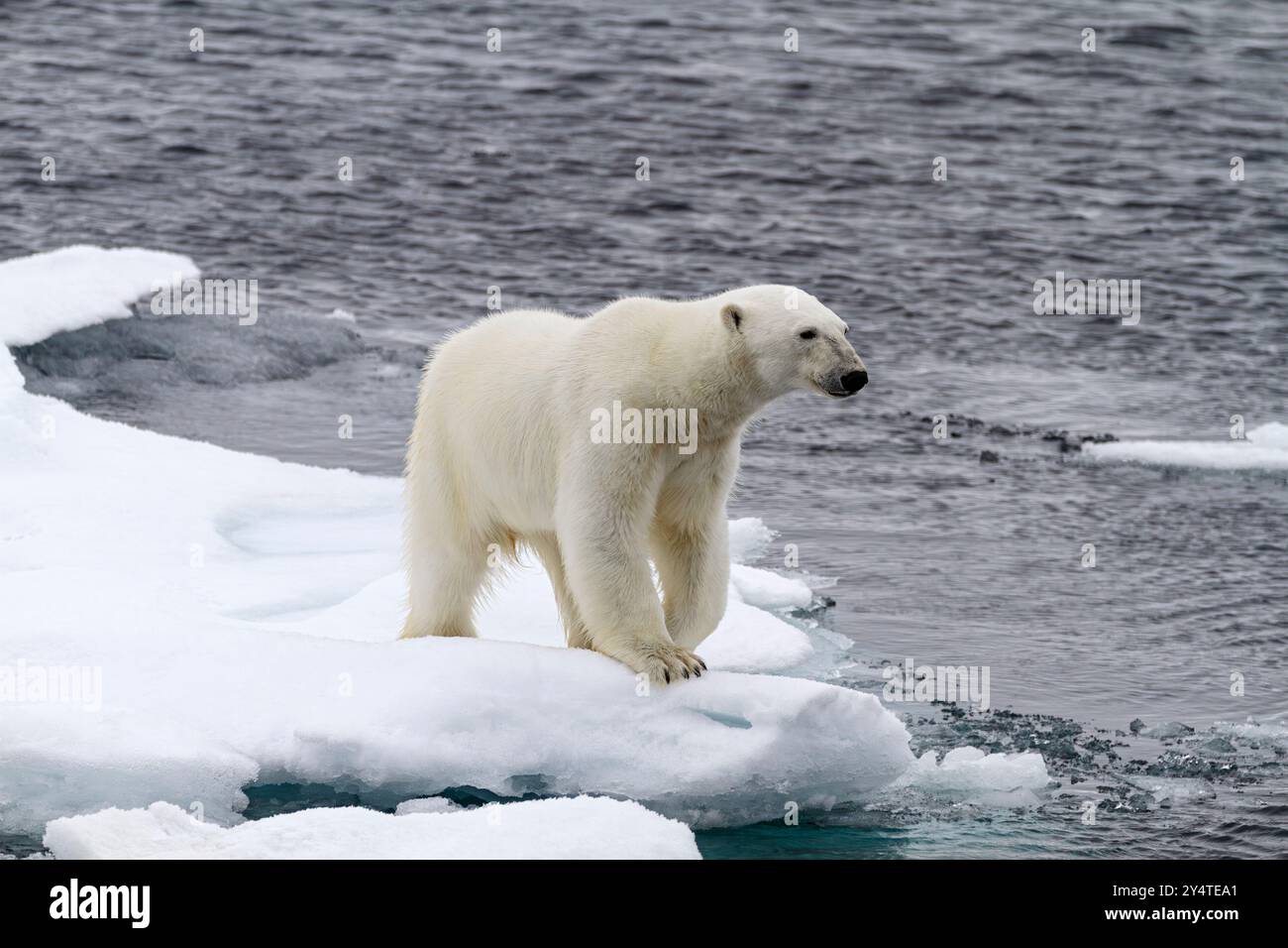 Ours polaire mâle adulte (Ursus maritimus) sur des banquises pluriannuelles en Terre Franz Josef, Russie, Océan Arctique. Banque D'Images