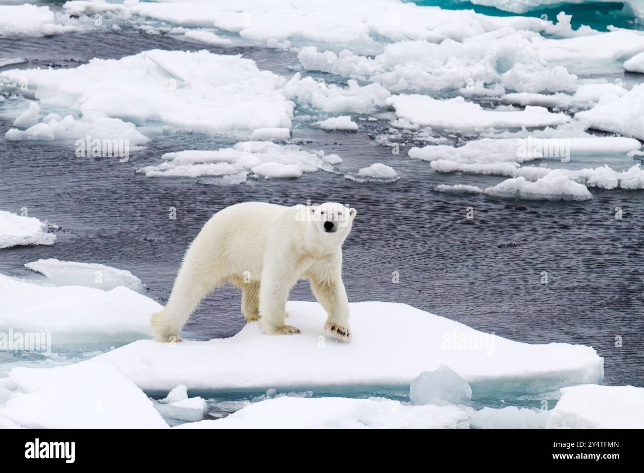 Ours polaire mâle adulte (Ursus maritimus) sur des banquises pluriannuelles en Terre Franz Josef, Russie, Océan Arctique. Banque D'Images