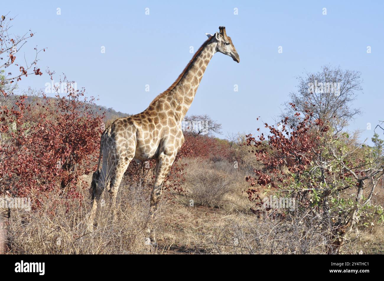 Girafe mâle avec des cicatrices de combat sur le cou dans le bushveld de Kruger Park, Afrique du Sud, Afrique Banque D'Images