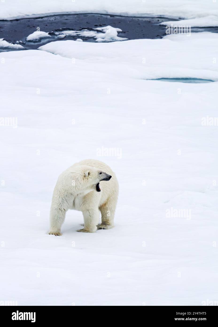 Ours polaire femelle adulte (Ursus maritimus) bâillant avec la bouche ouverte sur des banquises pluriannuelles en Terre Franz Josef, Russie, Océan Arctique. Banque D'Images