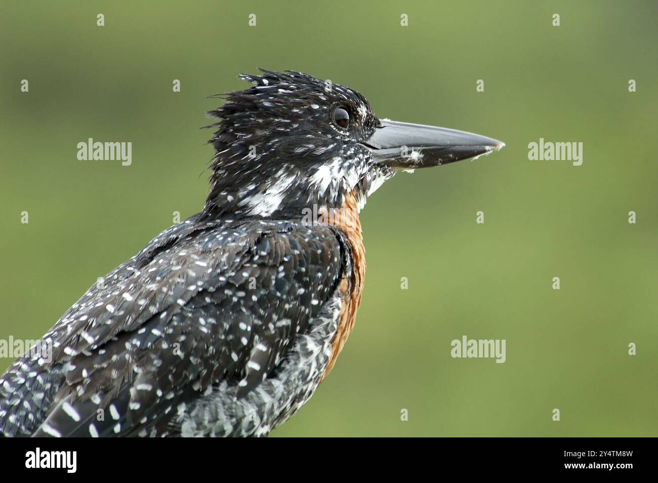 Un Kingfisher géant (Megaceryle Maxima) sur les rails d'un pont en Afrique du Sud, prêt à plonger pour un poisson Banque D'Images